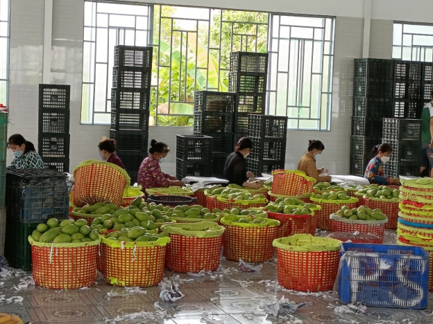 E:\MINH DUNG\PROJECTS\2022\Xoài Aus4skills\Ảnh\Selecting mango before packing in Dong Thap.jpg